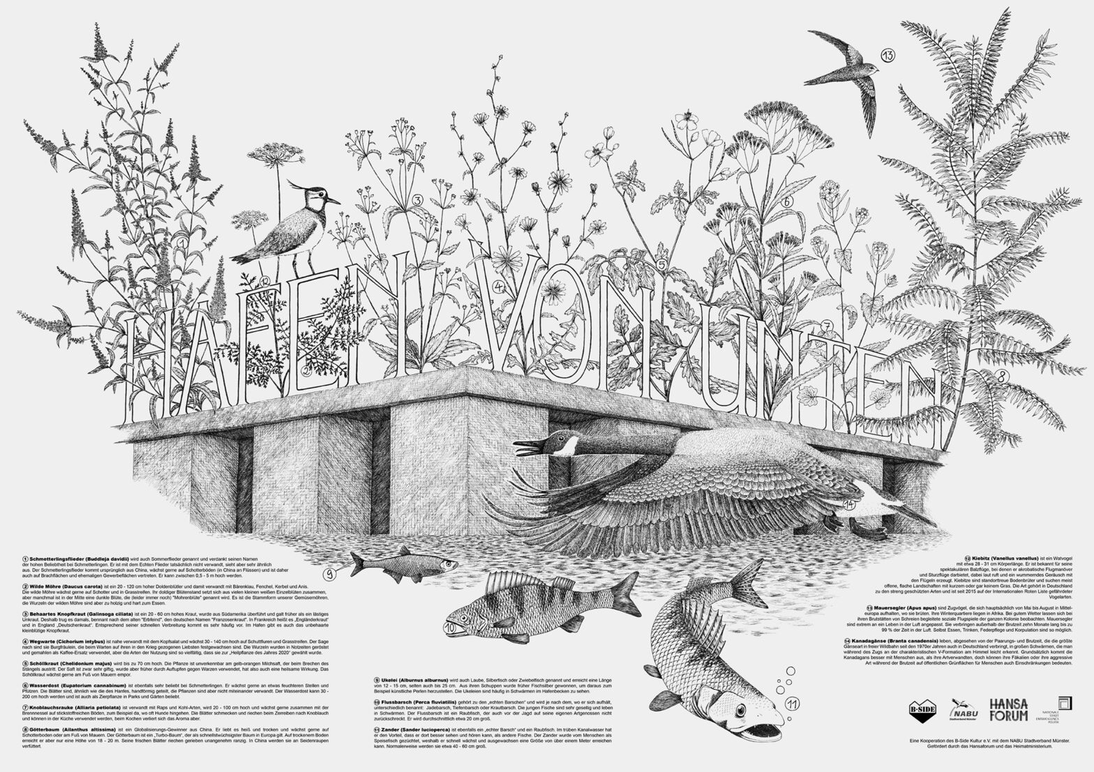Illustration der Tier- und Pflanzenwelt des Hafens in schwarz-weiß